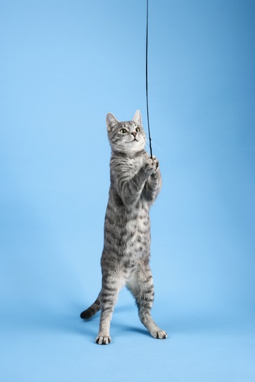 Cat playing with string.