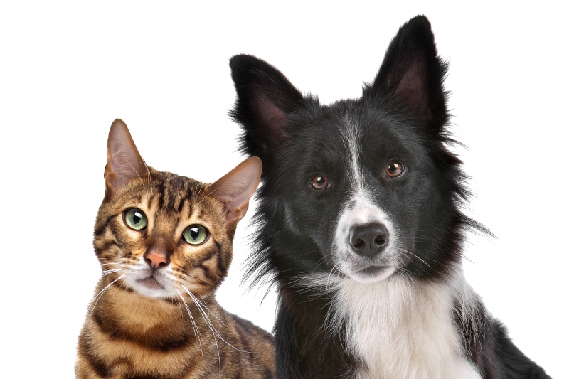 3387041-dog-and-cat