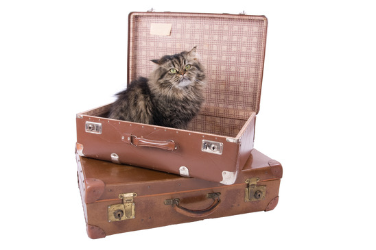 Persian cat sitting in vintage suitcase